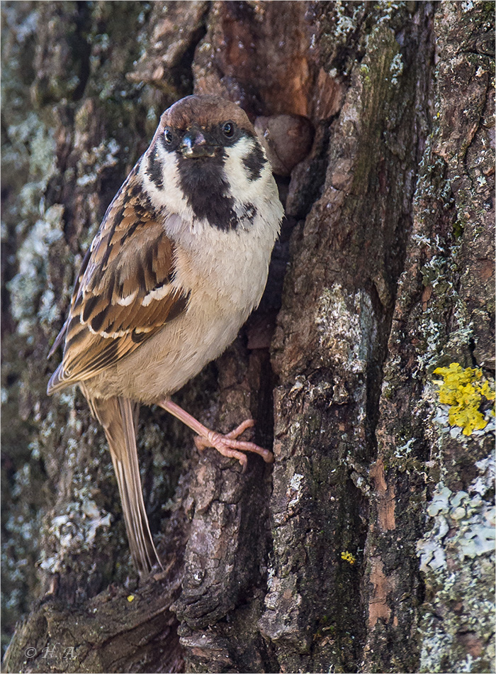 Feldsperling