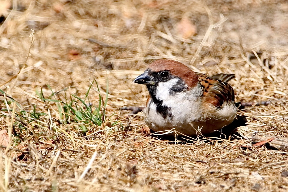 Feldsperling