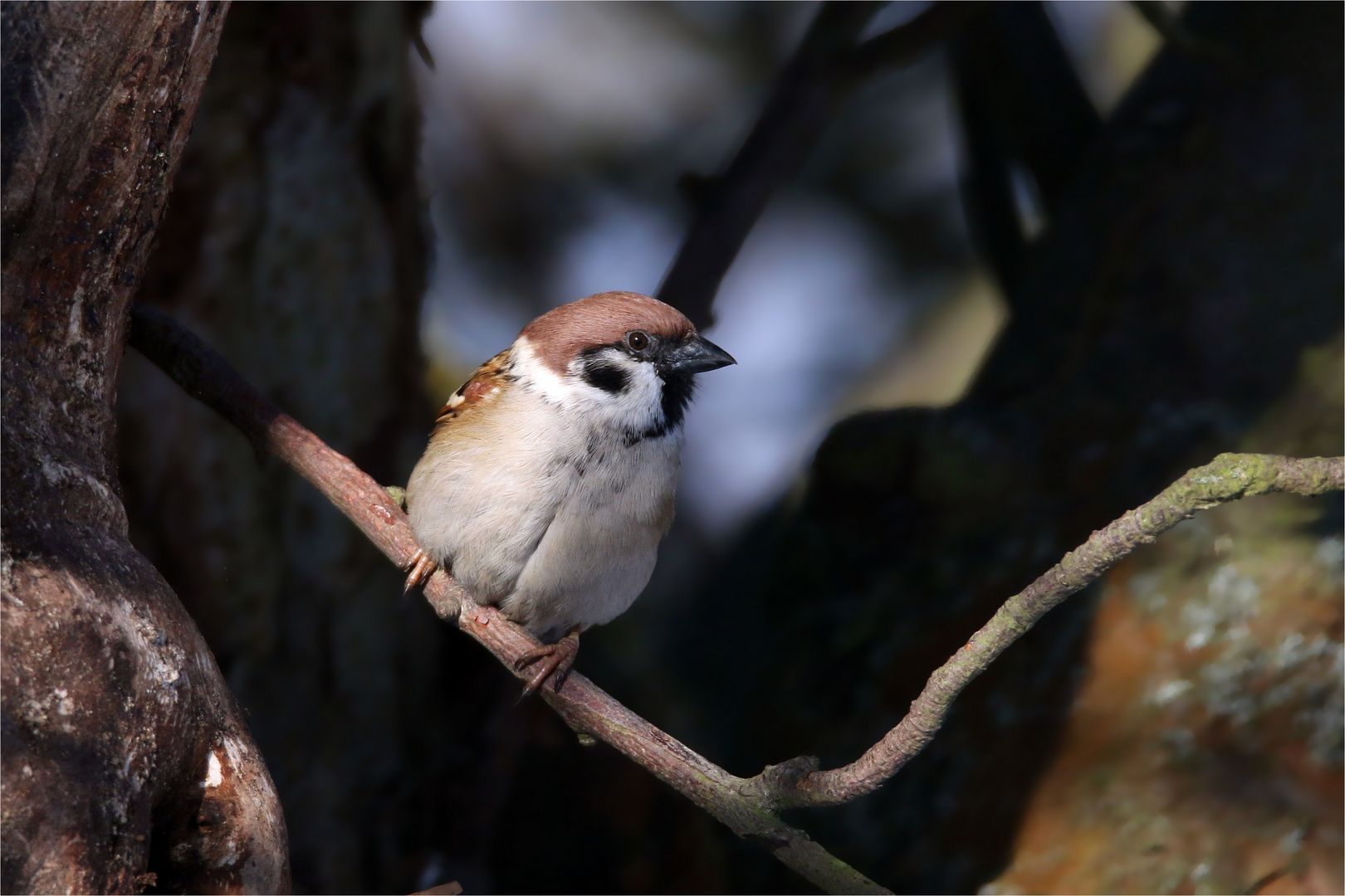 Feldsperling am Apfelbaum 