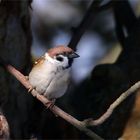 Feldsperling am Apfelbaum 