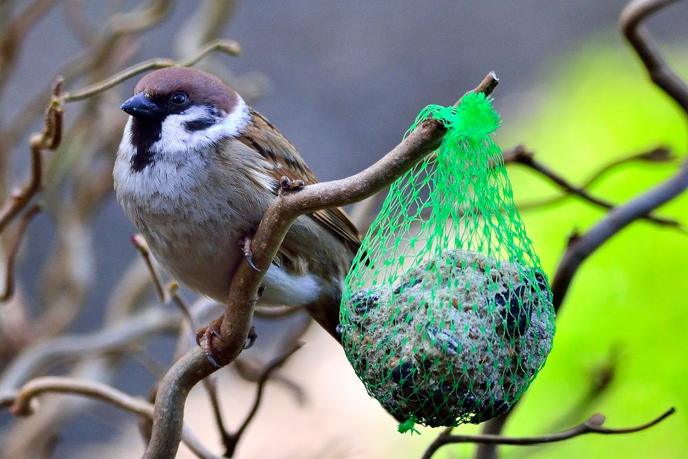 Feldsperling am Meisenknödel.