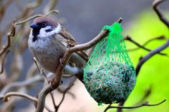 Feldsperling am Meisenknödel.