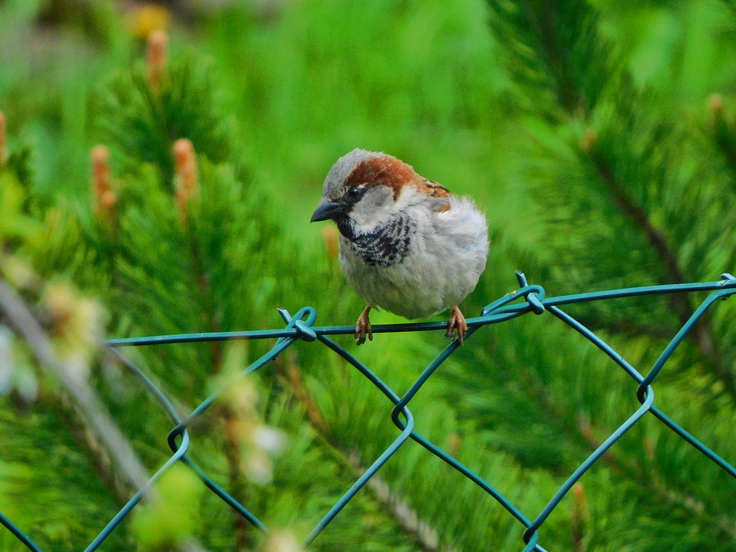 Feldsperling auf dem zaun