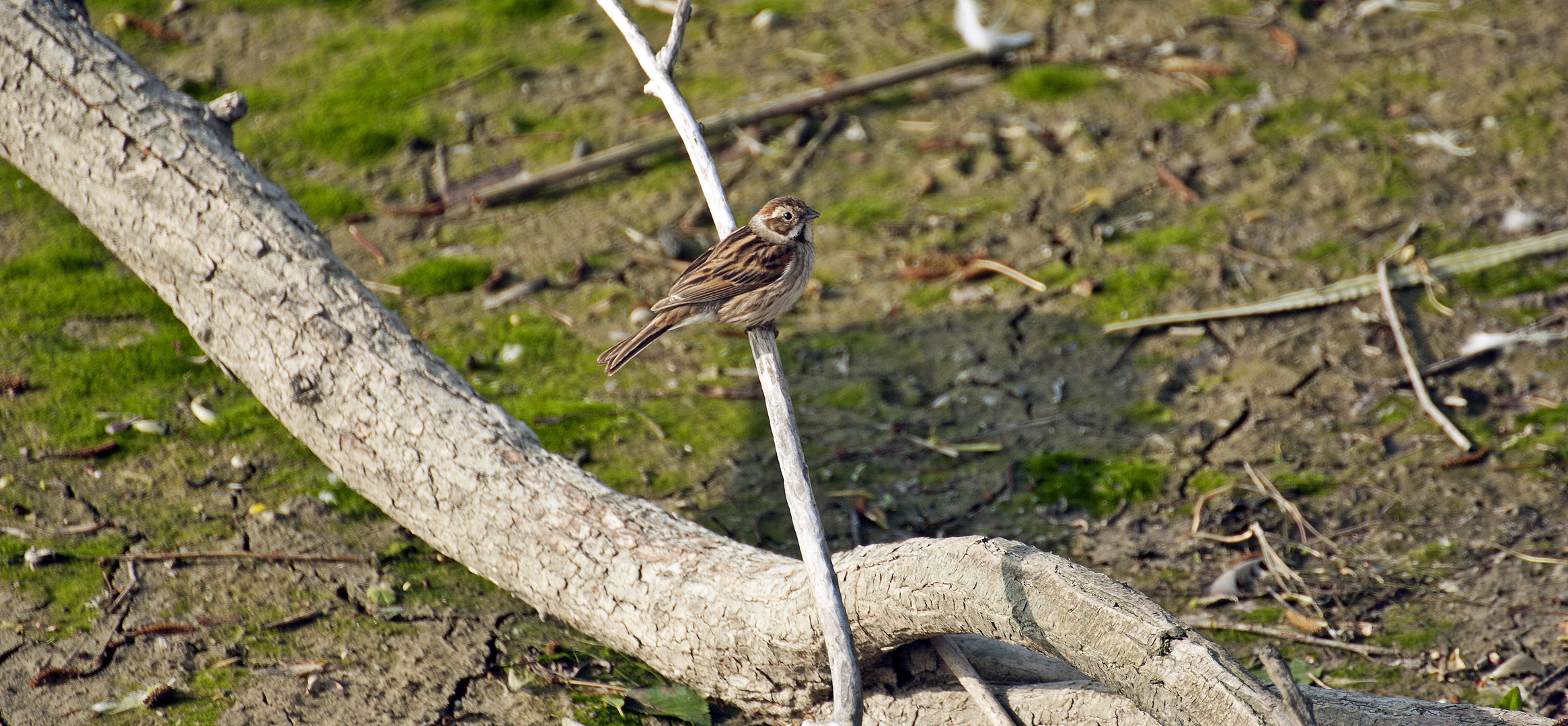 Feldsperling