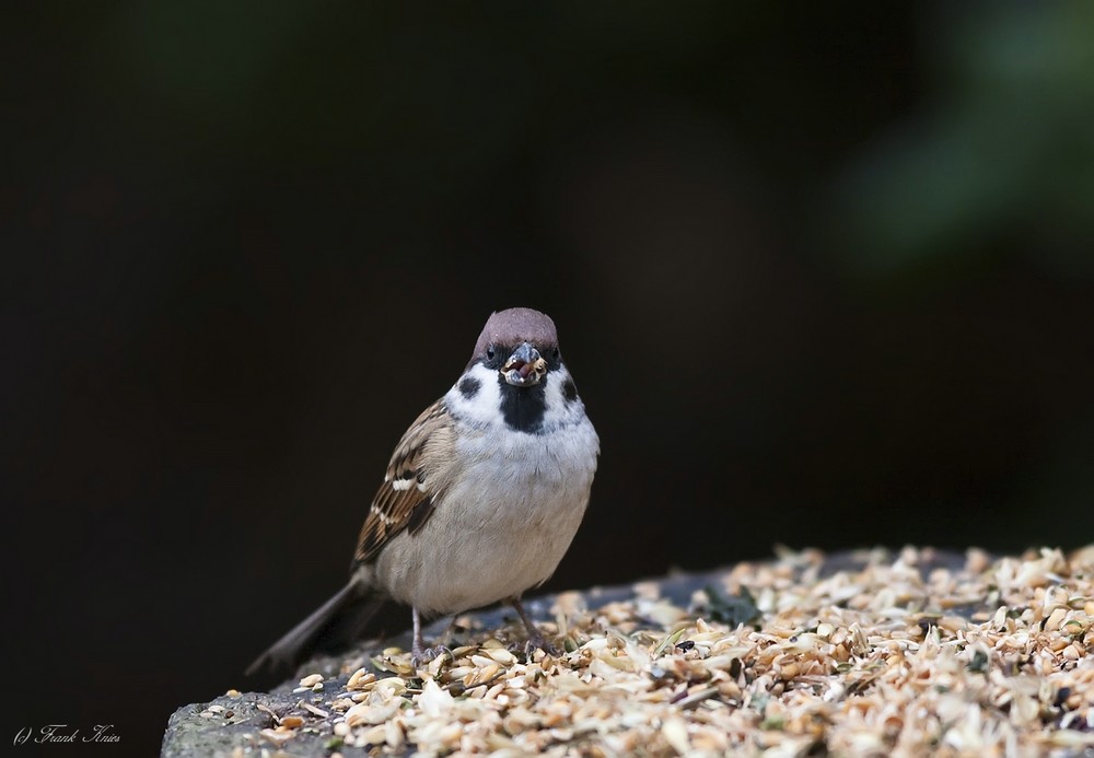 Feldsperling