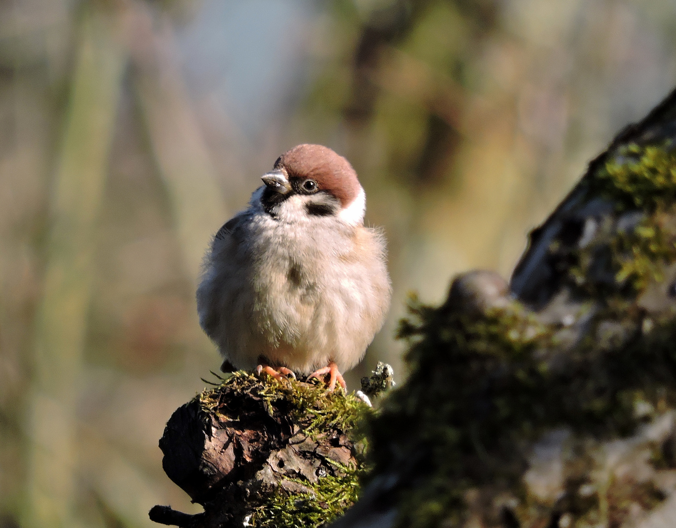 Feldsperling