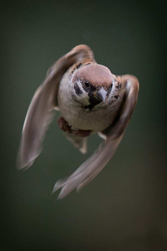 Feldsperling im Anflug