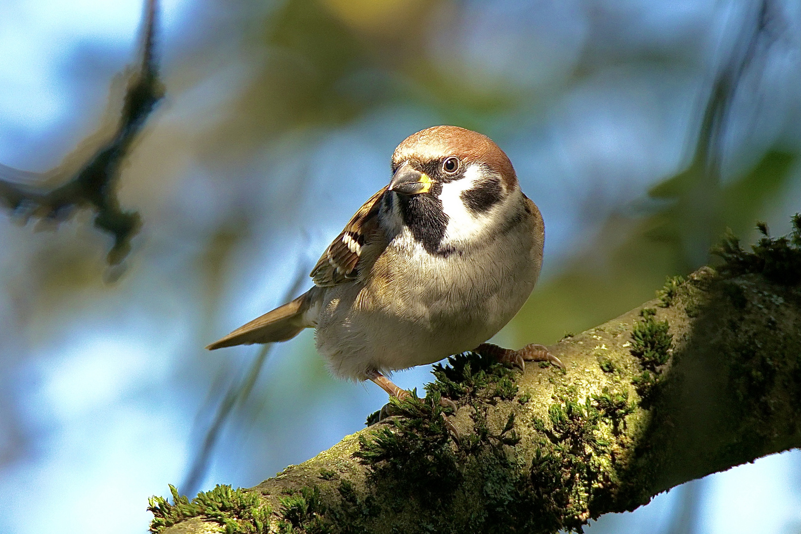 Feldsperling im Apfelbaum