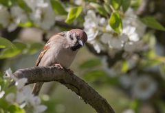 Feldsperling im Birnbaum