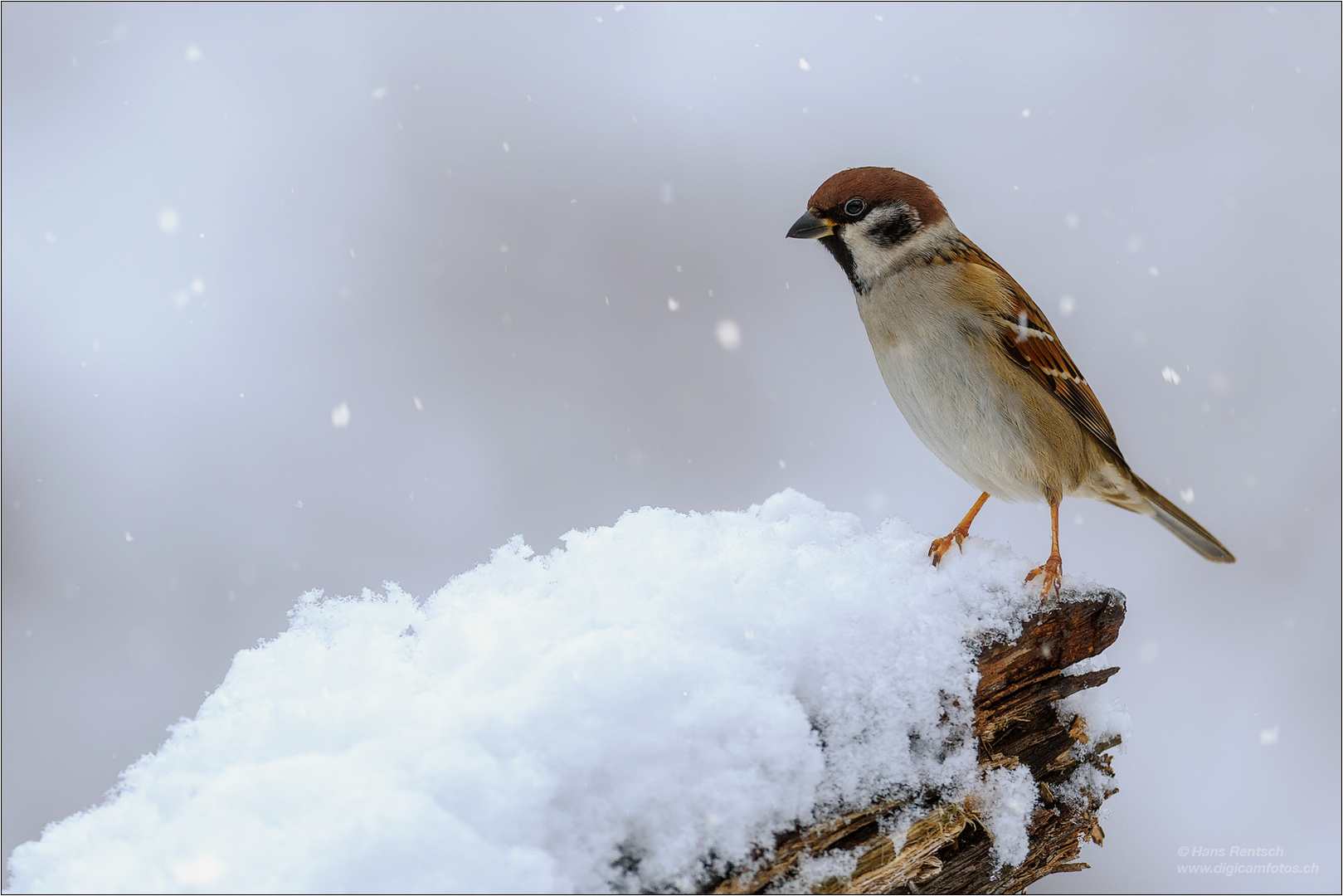 Feldsperling im ersten Schnee....