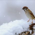 Feldsperling im ersten Schnee....