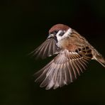 Feldsperling im Flug 09 - Mein erster Versuch :-)