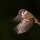 Feldsperling im Flug 09 - Mein erster Versuch :-)