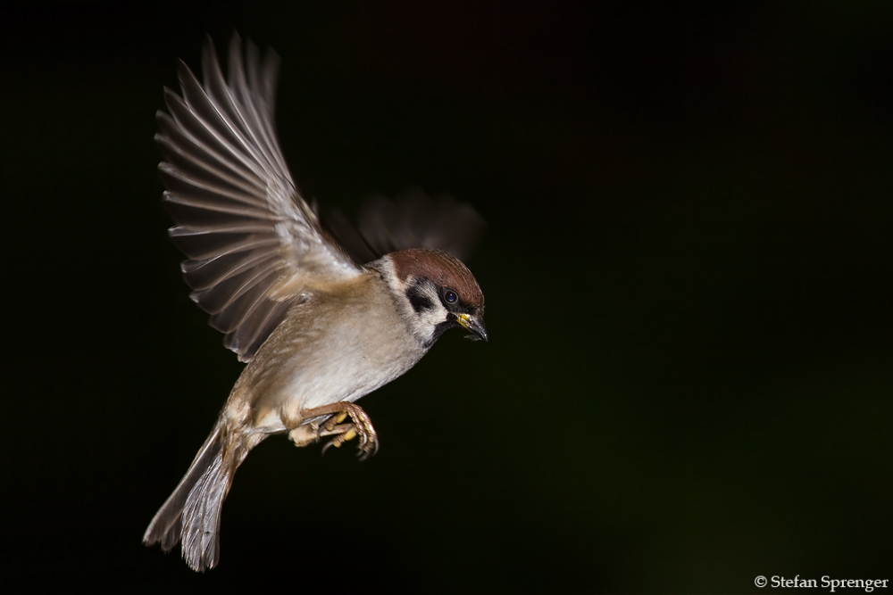 Feldsperling im Flug 2/09