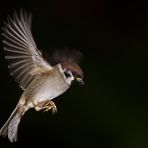 Feldsperling im Flug 2/09