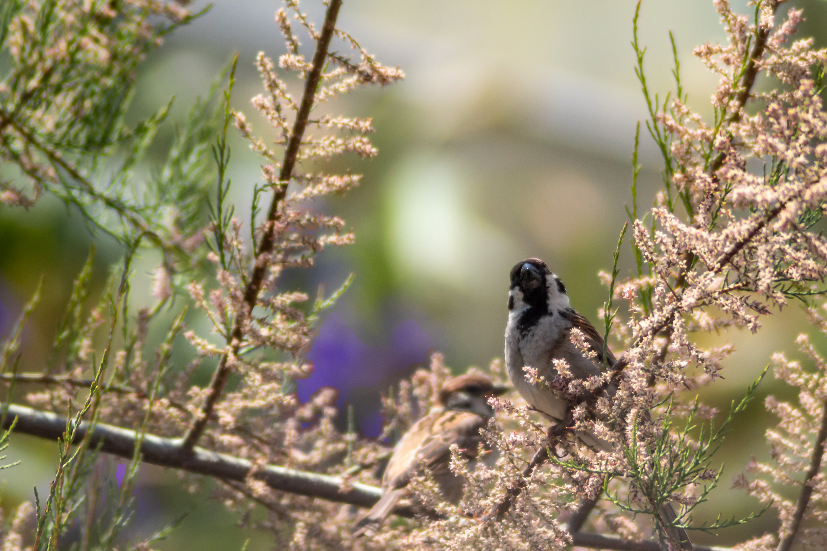 Feldsperling im Frühling