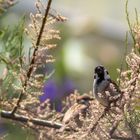 Feldsperling im Frühling