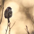 Feldsperling im Morgenlicht