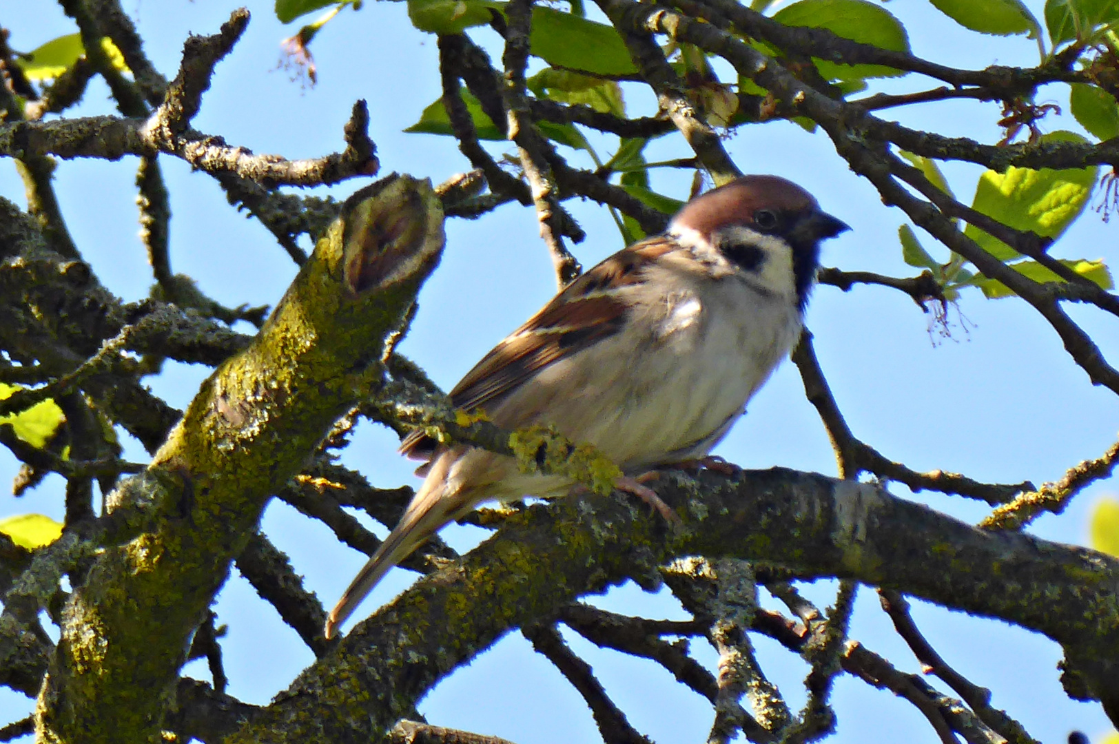 Feldsperling im Pflaumenbaum