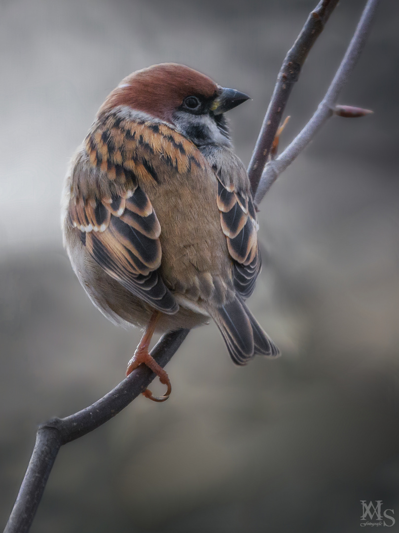 Feldsperling im Portrait 