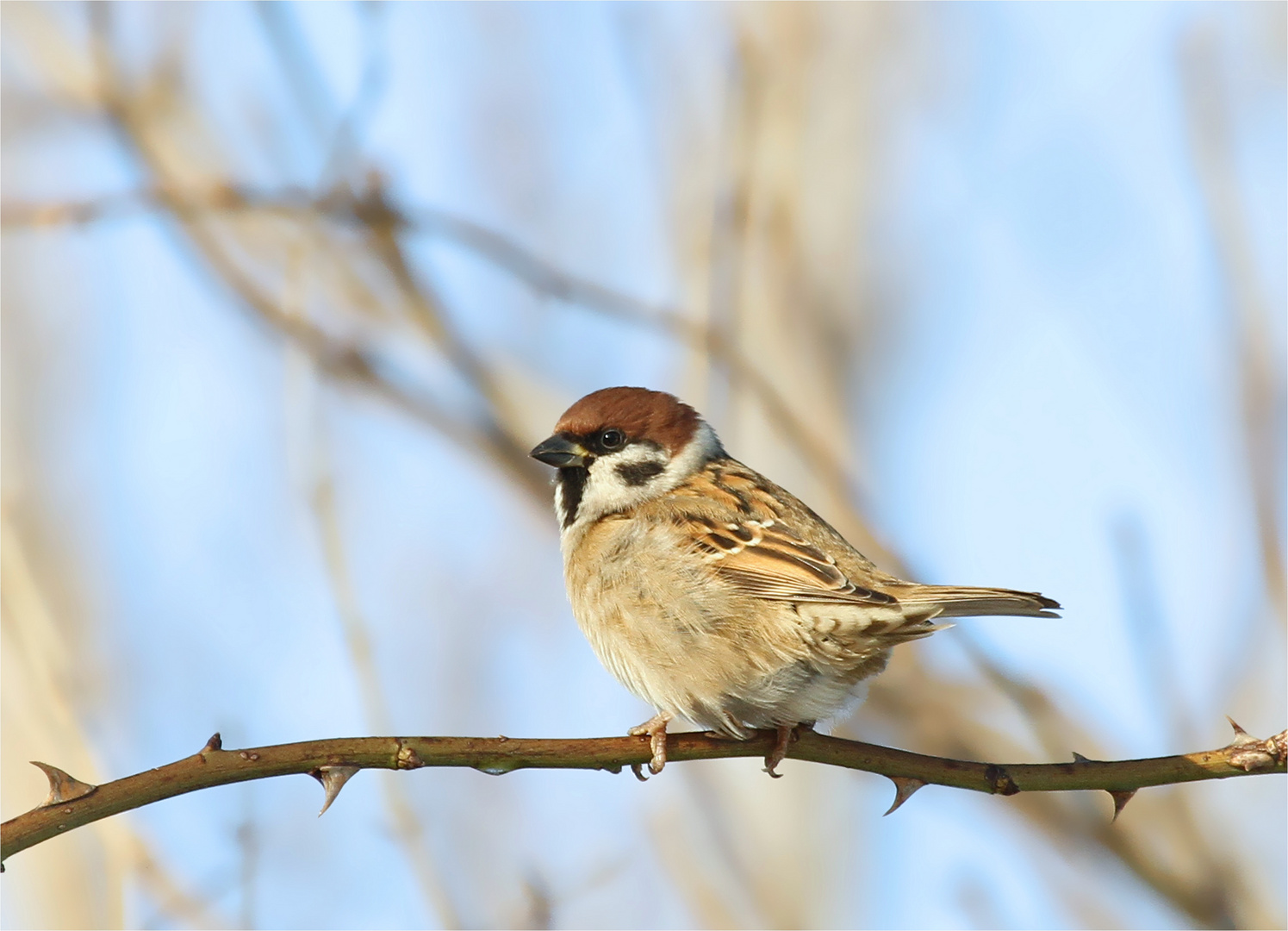 Feldsperling im Rosenbusch