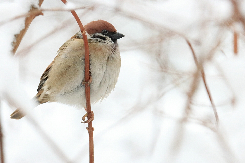 Feldsperling im Schnee