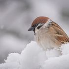 Feldsperling im Schnee