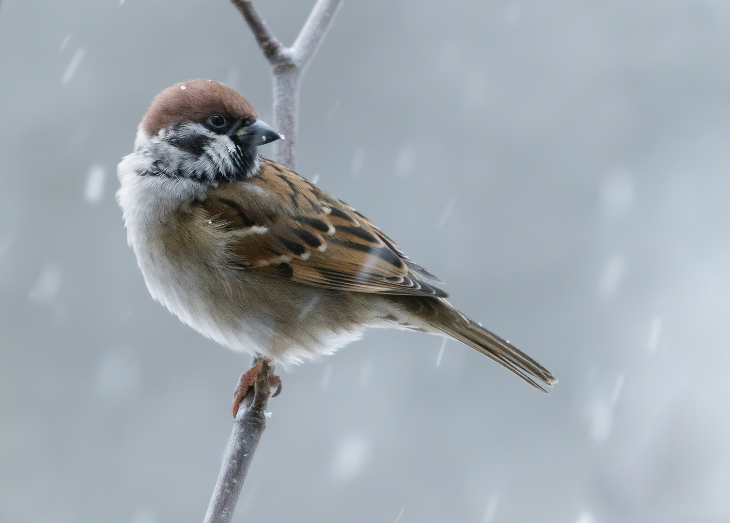 Feldsperling im Schneegestöber