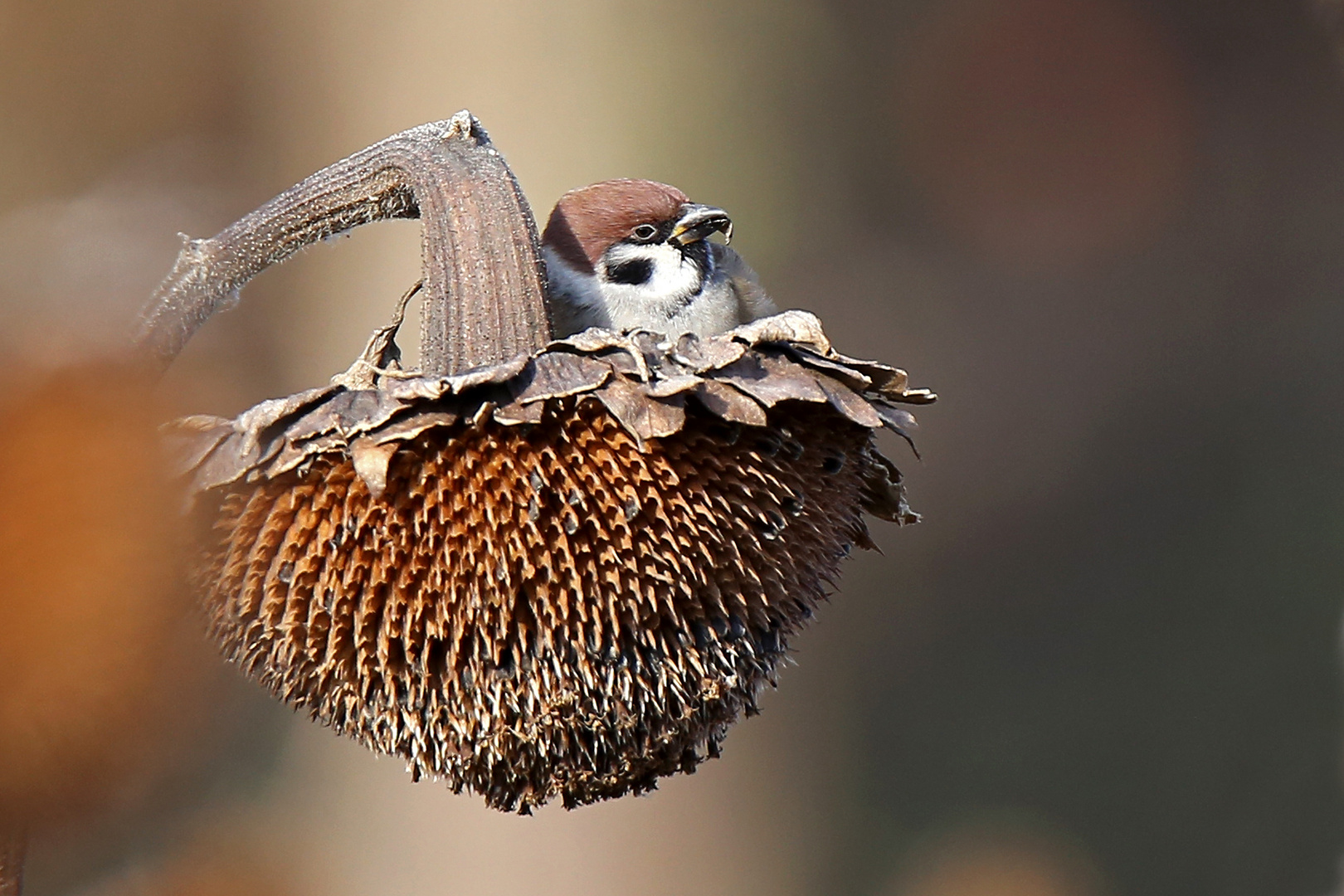 Feldsperling im Sonnenblumenkörbchen