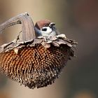 Feldsperling im Sonnenblumenkörbchen