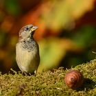 Feldsperling in schönstem Herbstlicht