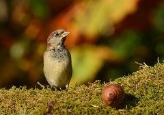 Feldsperling in schönstem Herbstlicht