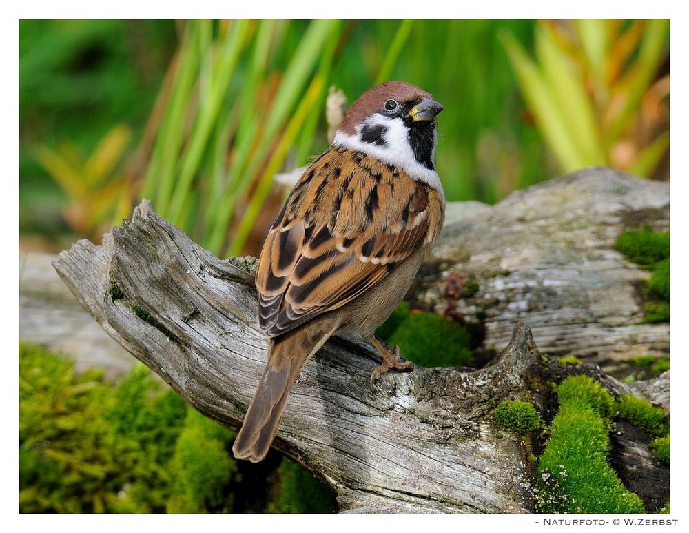 - Feldsperling männl. -   ( Passer montanus )