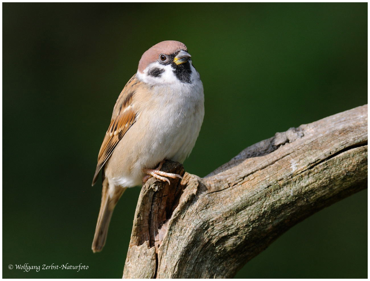 --- Feldsperling , männl. --- ( Passer montanus )