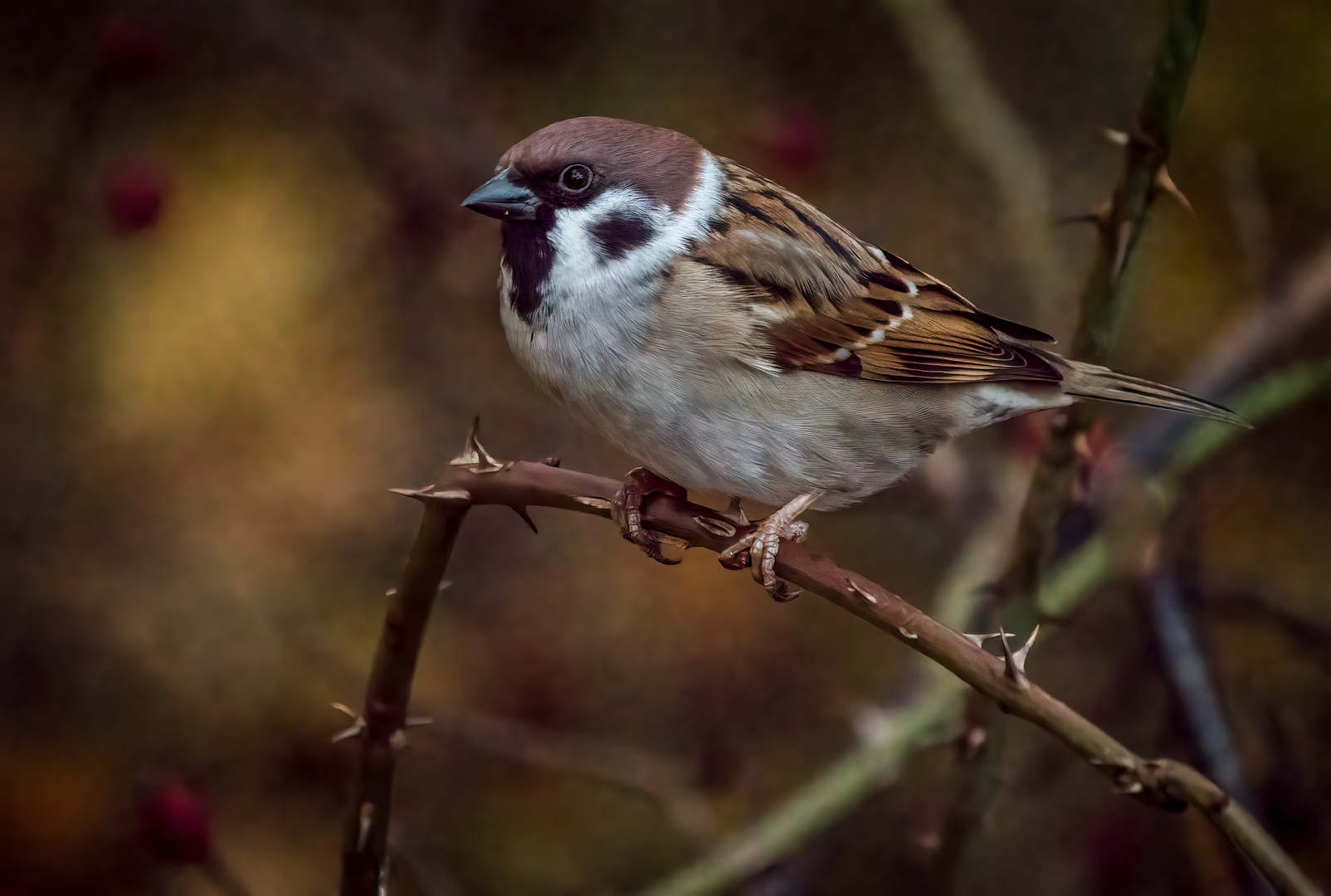 "FELDSPERLING mit ISO 8000"