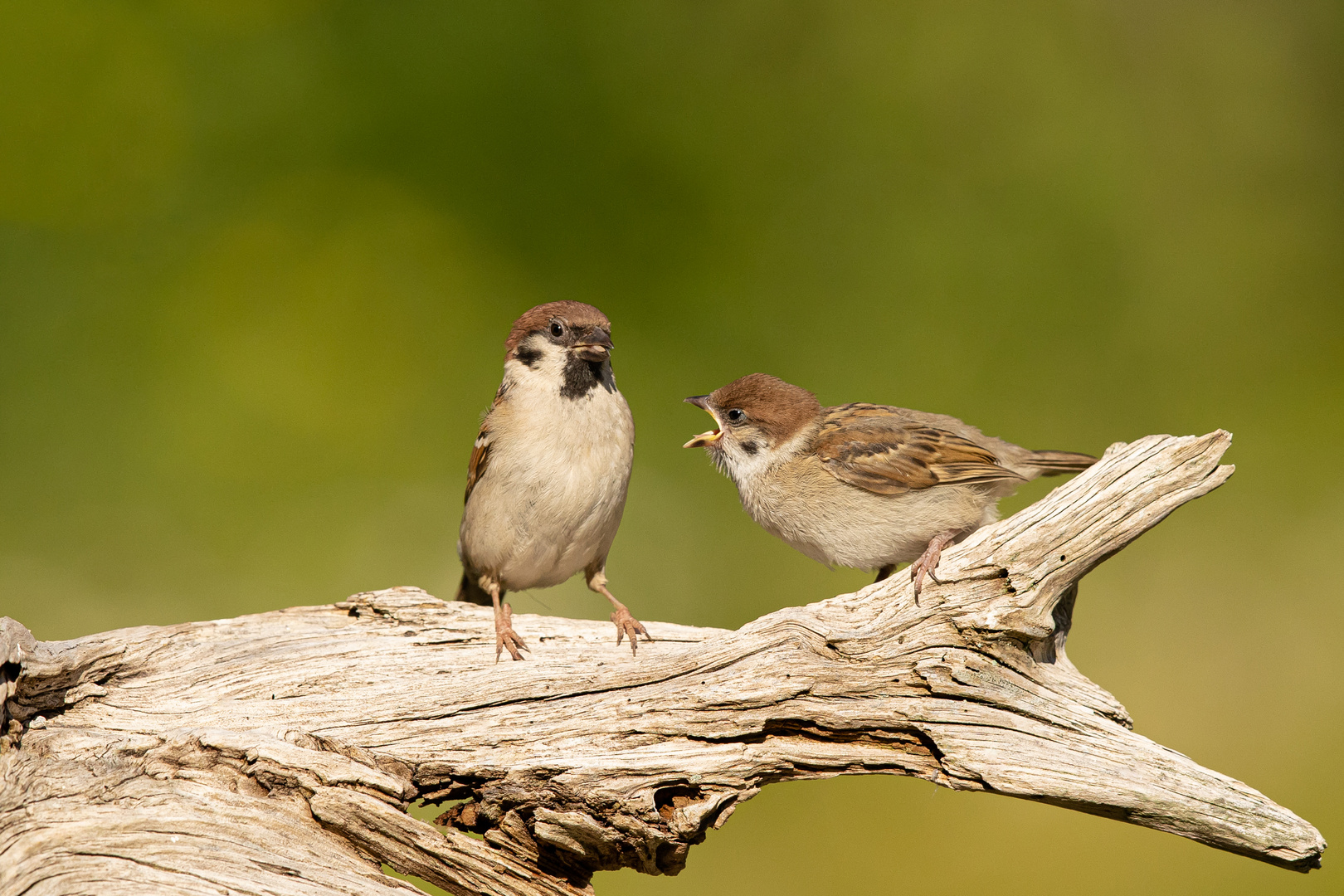 Feldsperling mit Nachwuchs