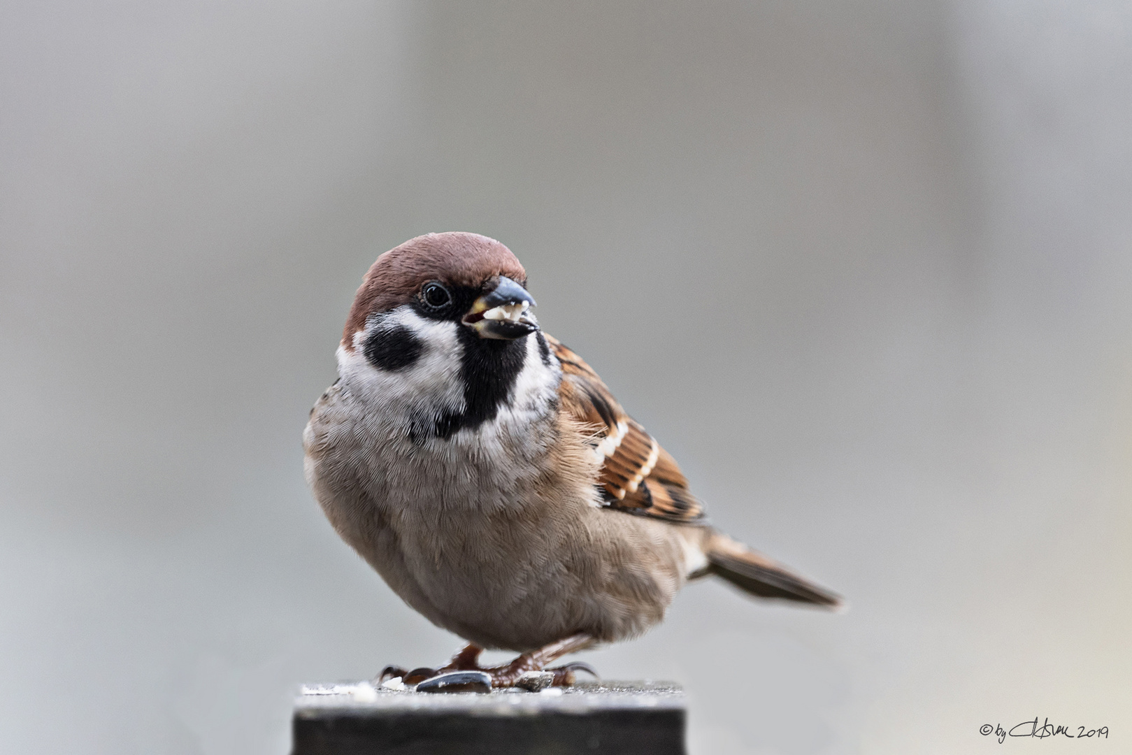 Feldsperling - Moineau friquet 