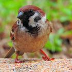  Feldsperling oder Feldspatz (Passer montanus)!