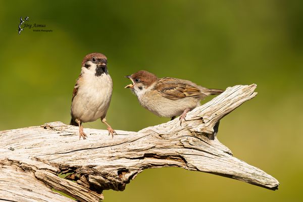 Feldsperling // Öland