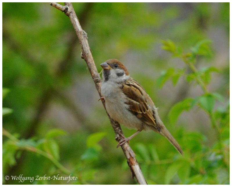 --- Feldsperling --- ( Passer montanus )