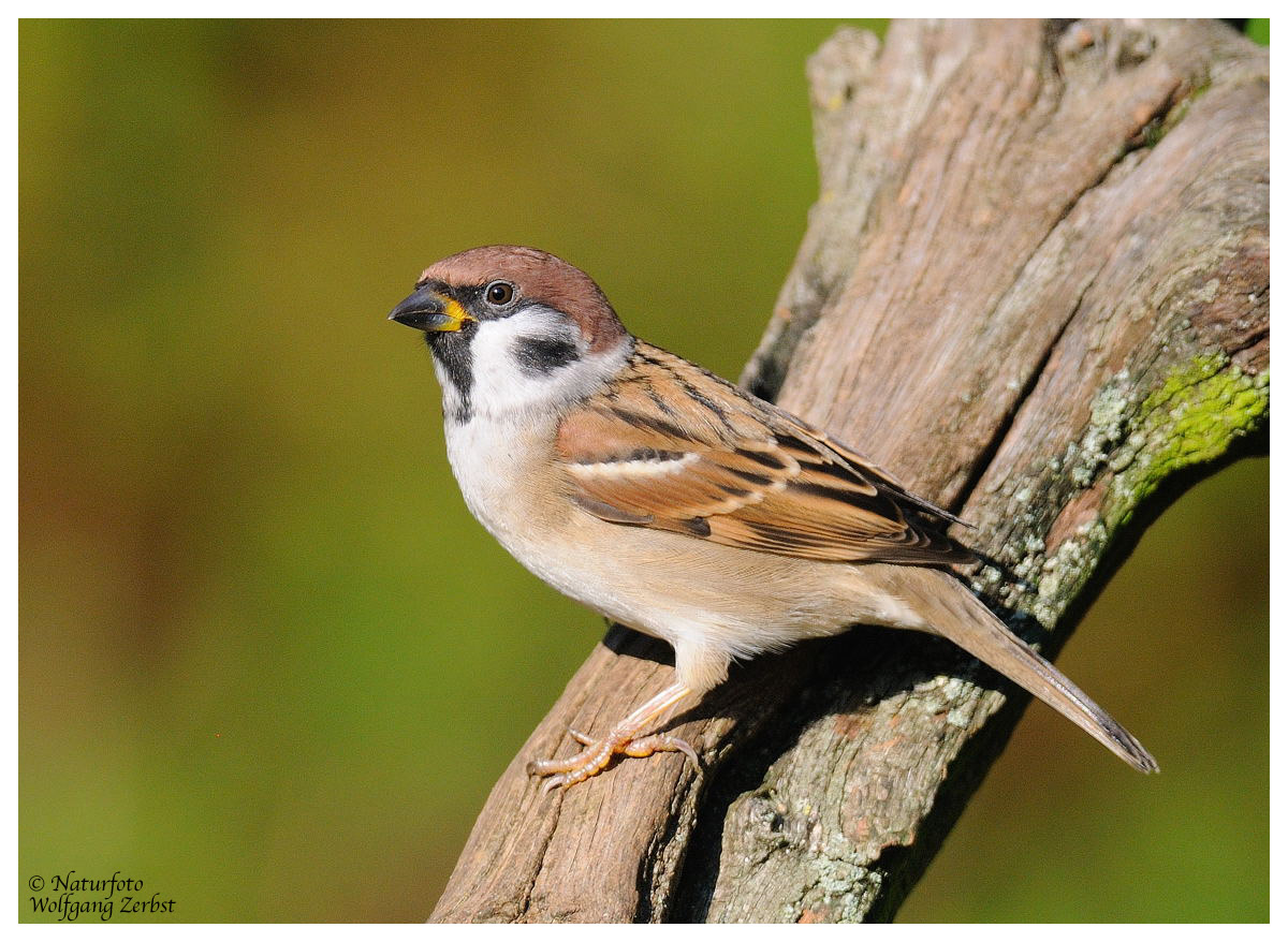 --- Feldsperling --- ( Passer montanus )