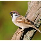 --- Feldsperling --- ( Passer montanus )