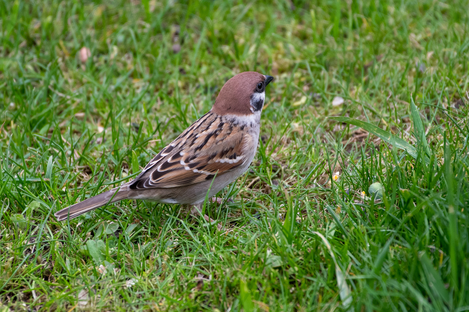 Feldsperling  (Passer montanus )