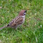 Feldsperling  (Passer montanus )