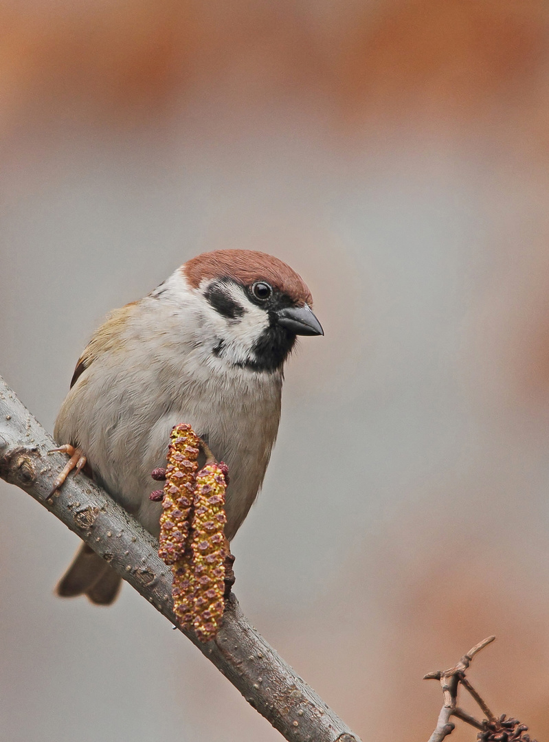 Feldsperling (Passer montanus)