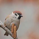 Feldsperling (Passer montanus)