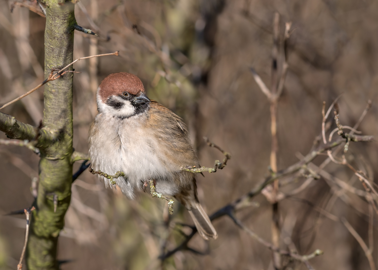 Feldsperling (Passer montanus)