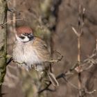 Feldsperling (Passer montanus)