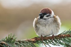 Feldsperling (Passer montanus)