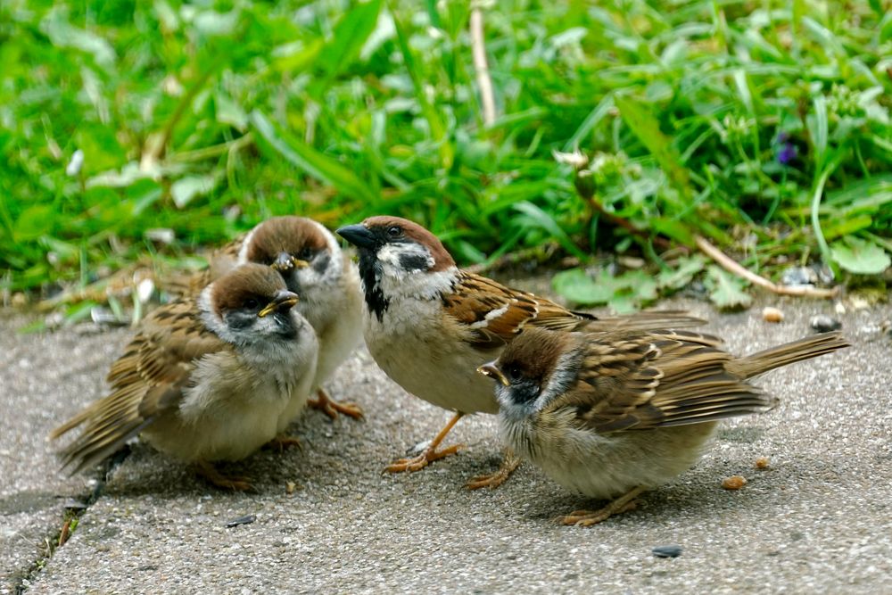 Feldsperling (Passer montanus)